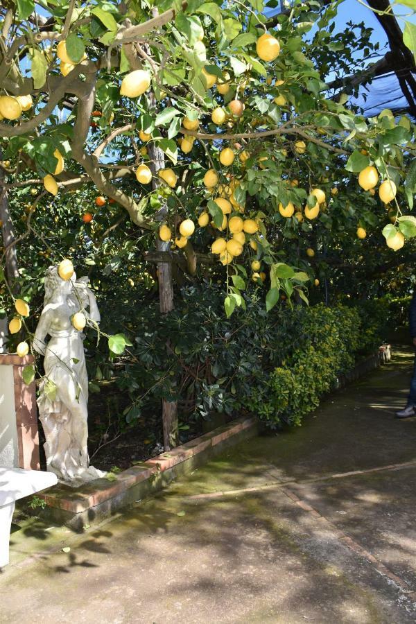 Casa Dei Limoni Διαμέρισμα Massa Lubrense Εξωτερικό φωτογραφία