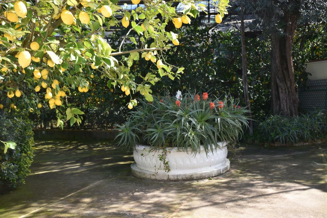 Casa Dei Limoni Διαμέρισμα Massa Lubrense Εξωτερικό φωτογραφία